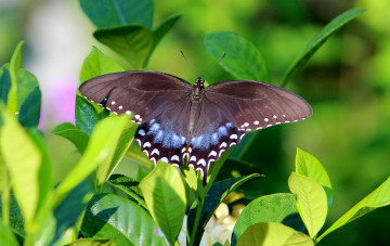Картинка животные бабочки листья бабочка