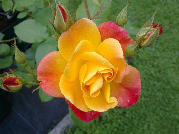 Обои картинки фото цветы, розы, пестрый