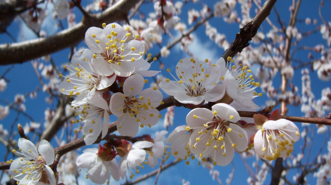 Обои картинки фото цветы, цветущие, деревья, кустарники, жерделя