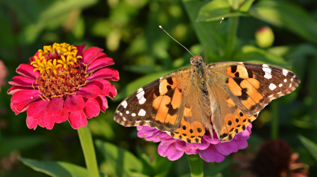 Обои картинки фото животные, бабочки, цветок, бабочка