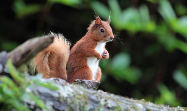 Обои картинки фото животные, белки, белка, хвост, взгляд