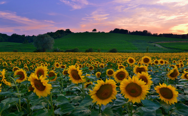 Обои картинки фото цветы, подсолнухи, поле