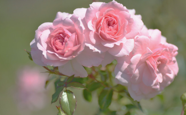 Обои картинки фото цветы, розы, трио
