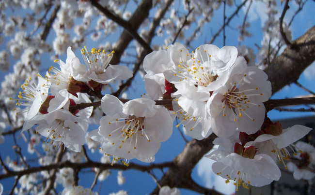 Обои картинки фото цветы, цветущие, деревья, кустарники, жерделя