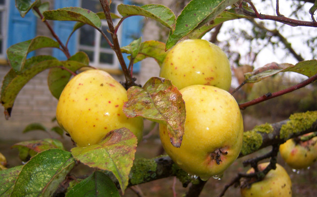 Обои картинки фото природа, плоды, семеренко