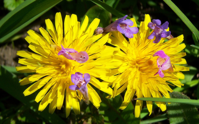 Обои картинки фото цветы, одуванчики