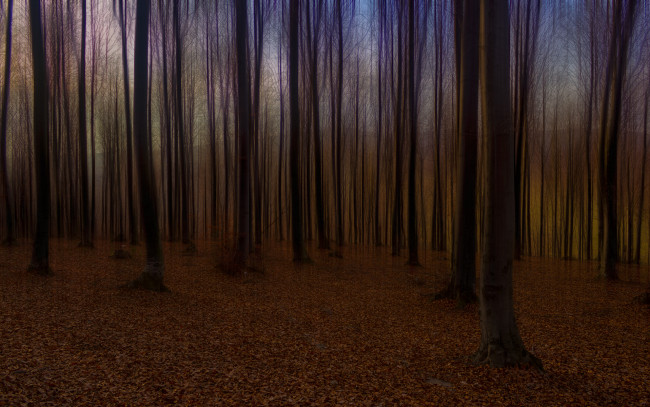 Обои картинки фото разное, компьютерный, дизайн, осень, лес