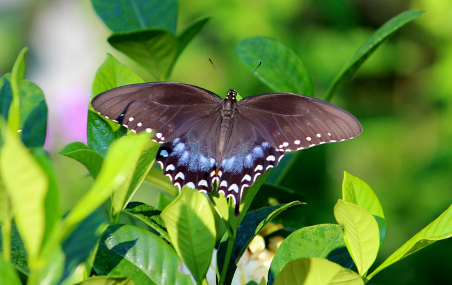 Обои картинки фото животные, бабочки, листья, бабочка