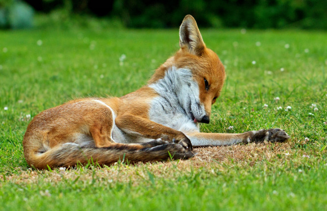 Обои картинки фото животные, лисы, луг, трава, лисичка