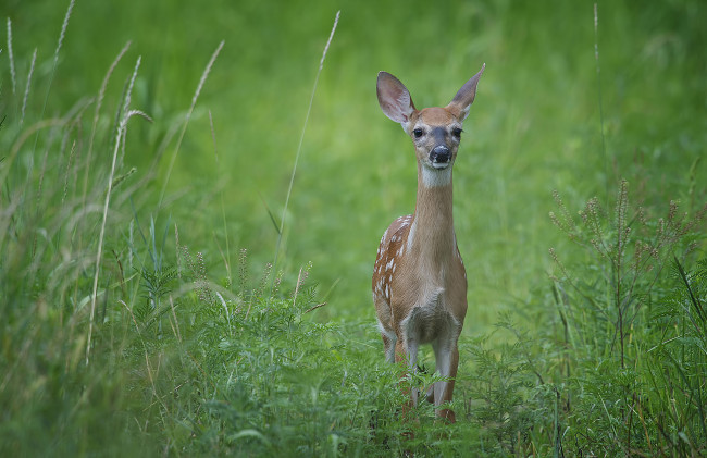Обои картинки фото животные, олени, взгляд, пятнистый, олень, трава, луг, настороженность