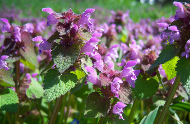 Обои картинки фото цветы, луговые, полевые, сиреневые