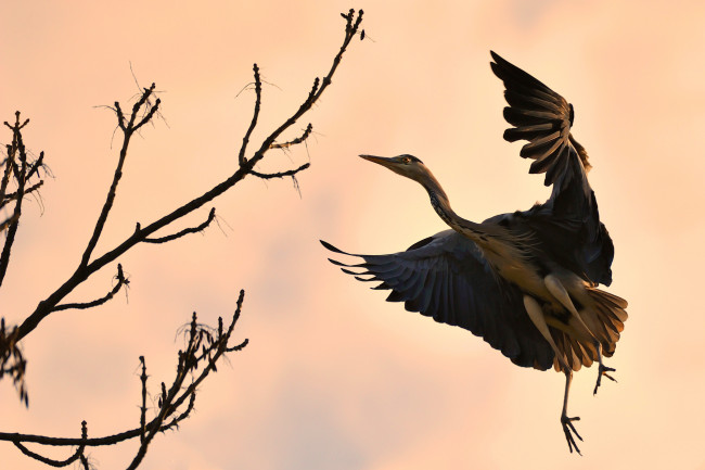 Обои картинки фото животные, цапли, полет