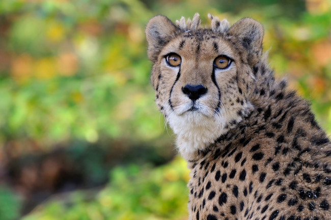 Обои картинки фото животные, гепарды, портрет