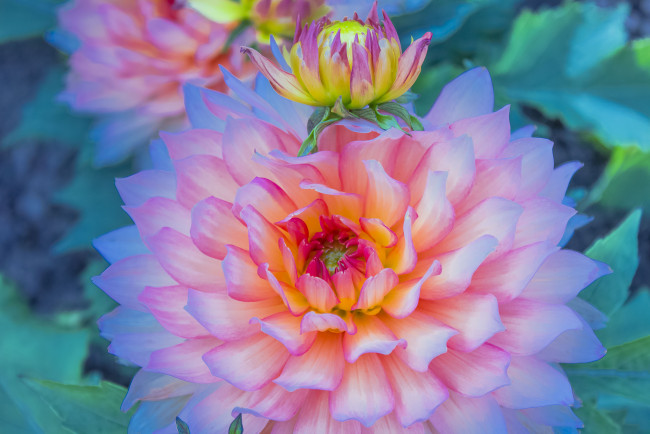 Обои картинки фото цветы, георгины, бутон, лепестки, цветок