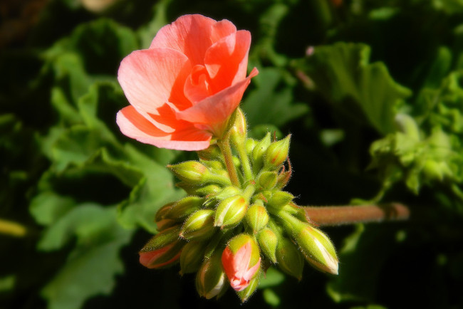 Обои картинки фото цветы, герань, ветка, цветок