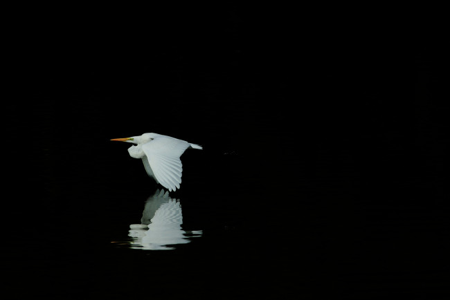 Обои картинки фото животные, цапли, белая, отражение, черный, фон