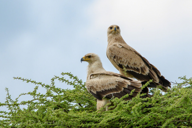 Обои картинки фото животные, птицы, хищники, пара