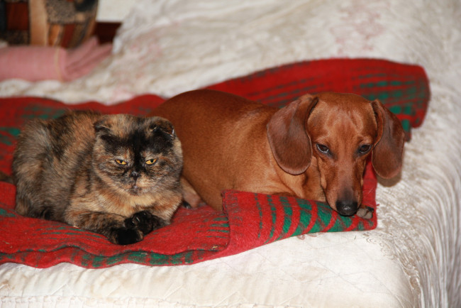 Обои картинки фото животные, разные, вместе, кошка, собака