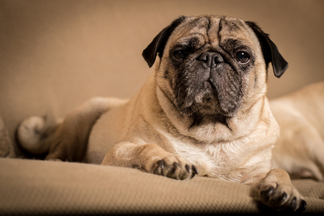 Обои картинки фото животные, собаки, взгляд, французский, бульдог