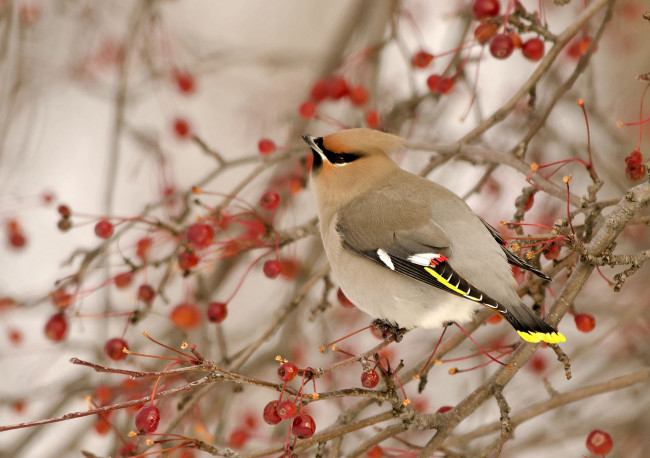 Обои картинки фото животные, свиристели, дерево, ягоды