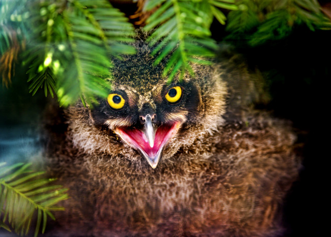 Обои картинки фото животные, совы, совенок