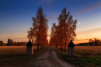 Картинка природа дороги березы тракт