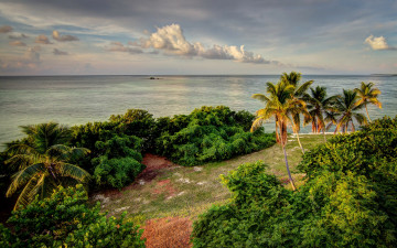 Картинка природа тропики облака пальмы bahia honda state park сша побережье горизонт море florida