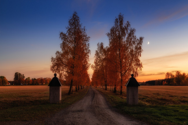 Обои картинки фото природа, дороги, березы, тракт