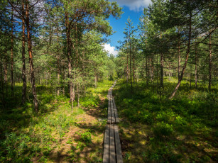 Картинка природа дороги тракт