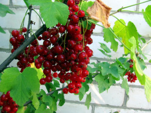 обоя природа, Ягоды, ветка, красная, смородина