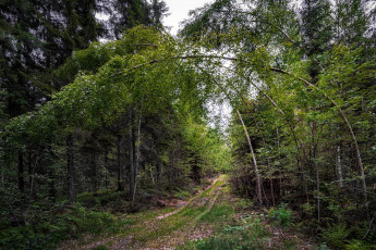 Картинка природа дороги тракт