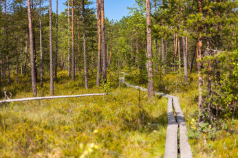 Картинка природа дороги тракт