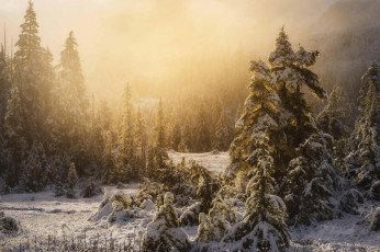 Картинка природа зима снег