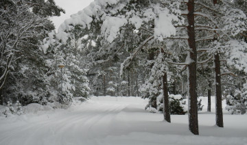 Картинка природа зима снег