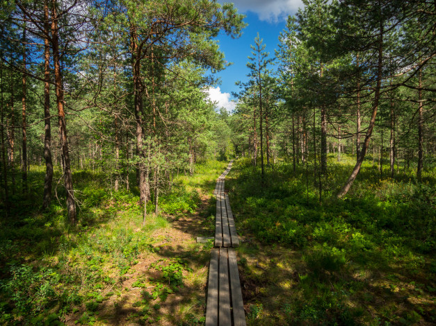 Обои картинки фото природа, дороги, тракт