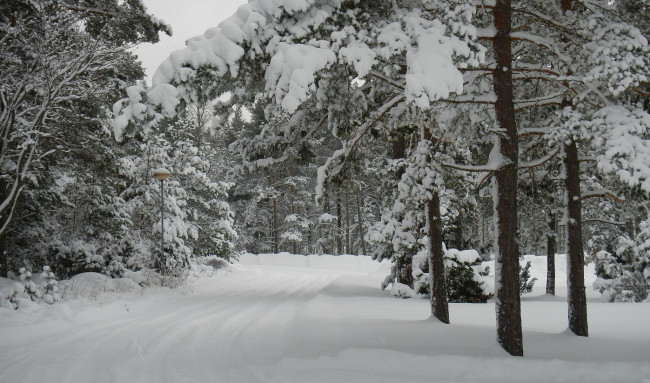 Обои картинки фото природа, зима, снег