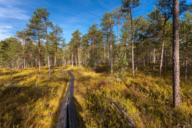 Обои картинки фото природа, дороги, тракт