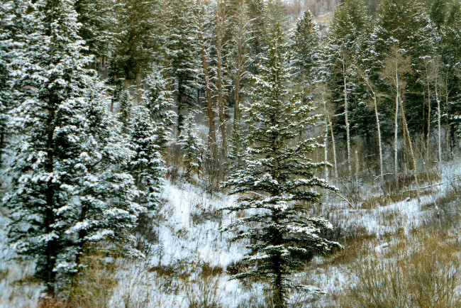 Обои картинки фото природа, зима, снег