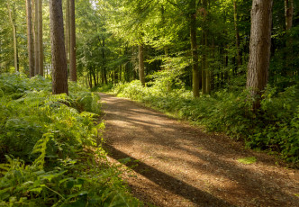 Картинка природа дороги простор