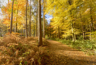 Картинка природа дороги простор