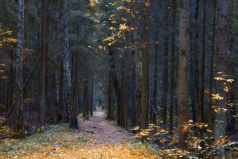 Картинка природа дороги простор