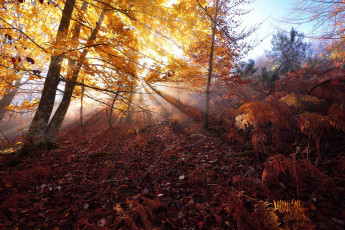 Картинка природа лес простор