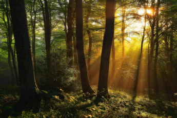 Картинка природа лес простор