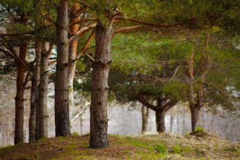 Картинка природа лес простор