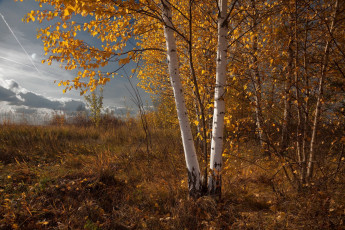 Картинка природа лес простор