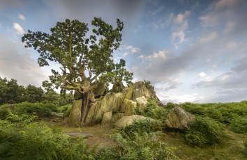 Картинка природа деревья простор