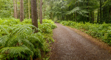 Картинка природа дороги простор