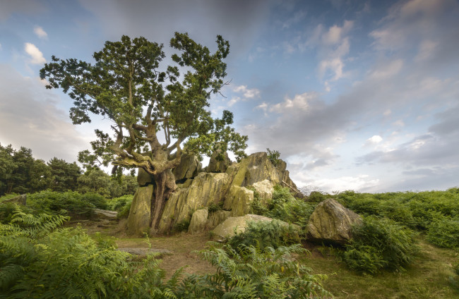 Обои картинки фото природа, деревья, простор