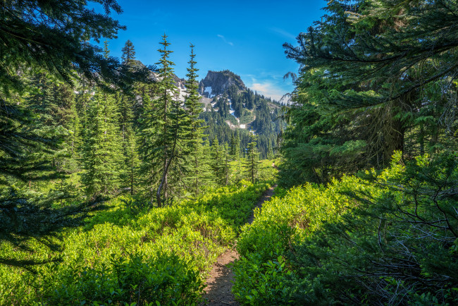 Обои картинки фото природа, лес, простор