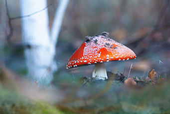 Картинка природа грибы +мухомор одиночка